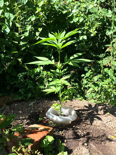 Grow26070817