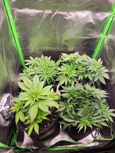 Growreport Bild 1