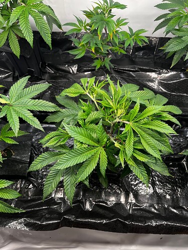 Growreport Bild 17