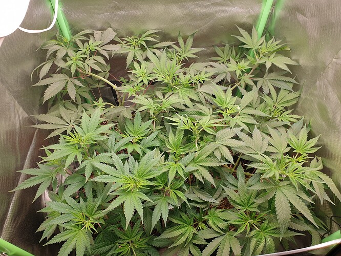 Growreport Bild 4