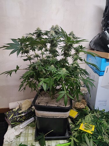 Growreport Bild 92