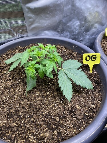 Growreport Bild 44