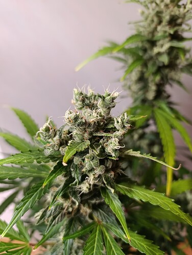 Growreport Bild 7