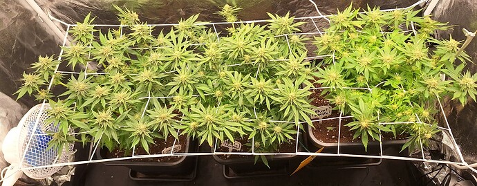 Growreport Bild 12