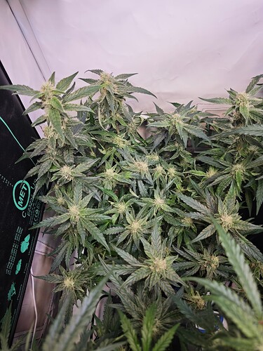 MVIMG_20251105_164504