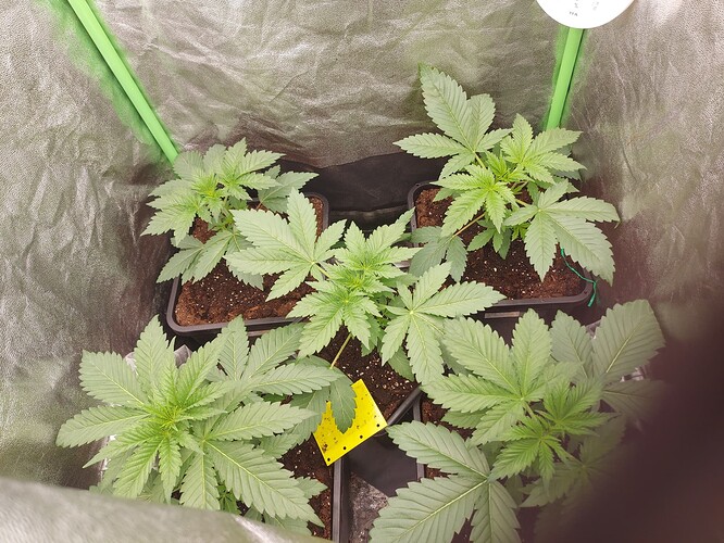 Growreport Bild 3