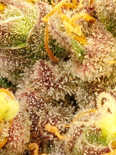 Growreport Bild 3