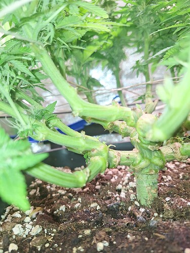 Growreport Bild 3