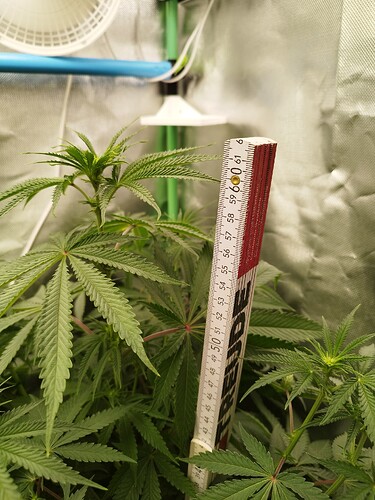 Growreport Bild 6