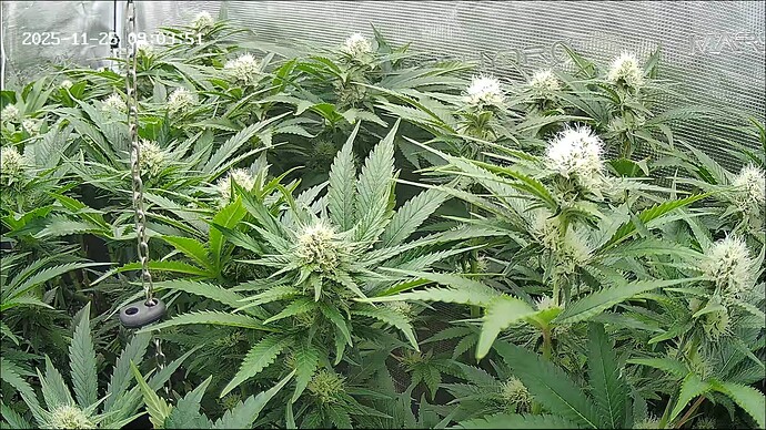 Growreport Bild 1