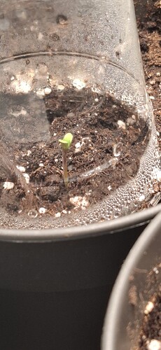 Growreport Bild 2