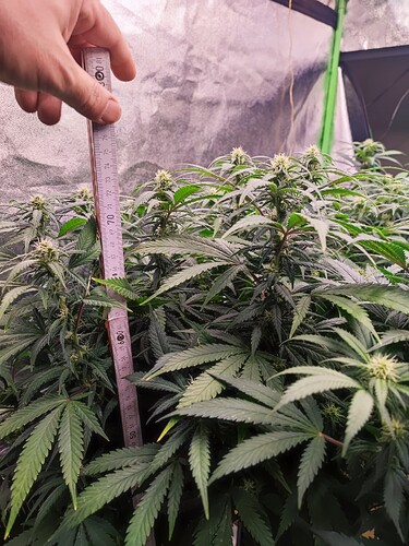 Growreport Bild 8