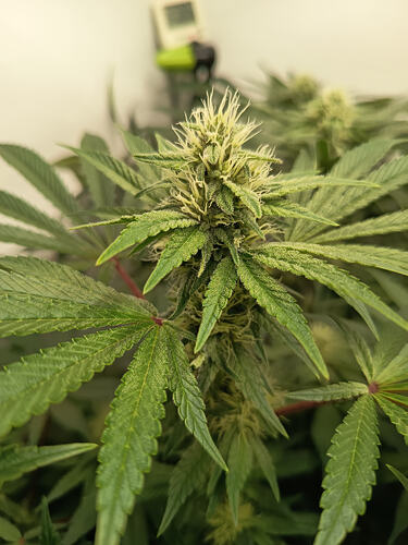 Growreport Bild 26