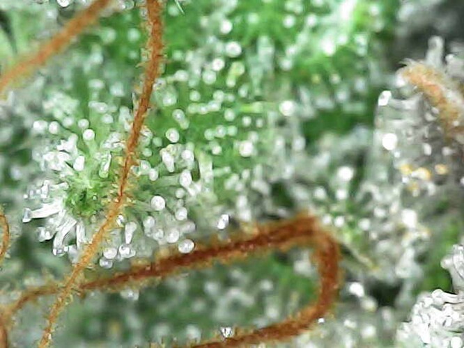 Growreport Bild 4