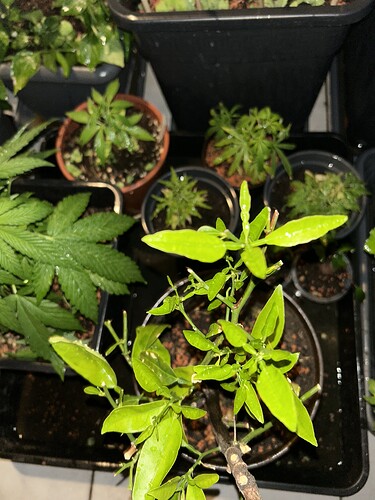 Growreport Bild 36