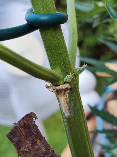 Growreport Bild 30