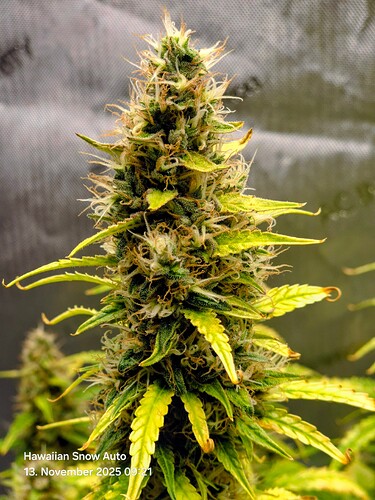 Growreport Bild 5