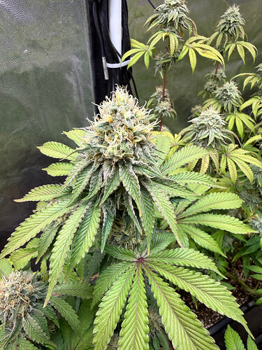 Growreport Bild 11