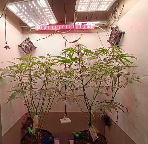 Growreport Bild 42