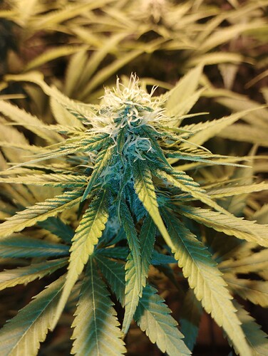 Growreport Bild 5