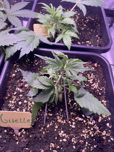 Growreport Bild 9