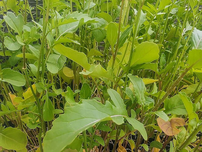 Growreport Bild 17