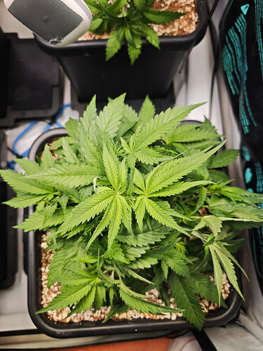 Growreport Bild 34