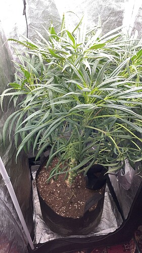 Growreport Bild 7