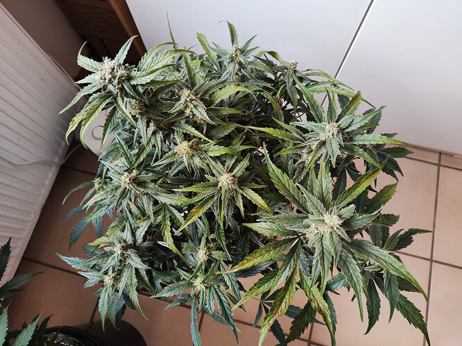 Growreport Bild 13