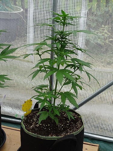 Growreport Bild 15