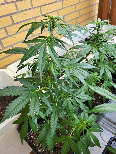 Growreport Bild 13