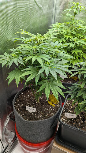 Growreport Bild 3