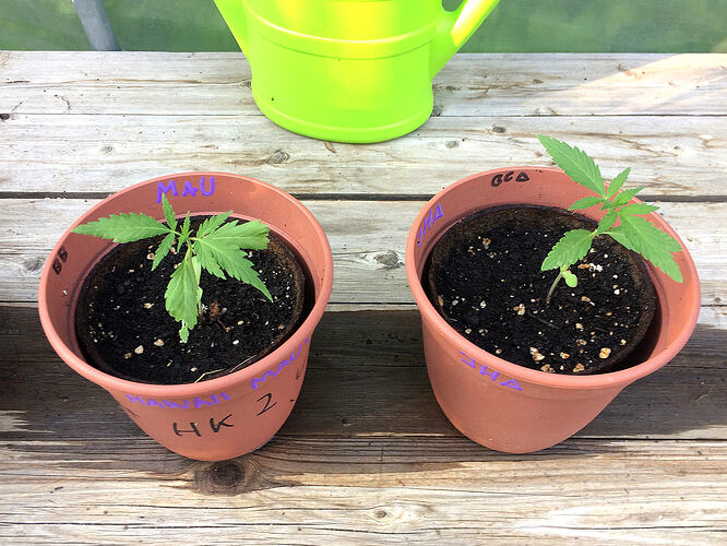 Grow26062804