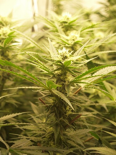 Growreport Bild 2