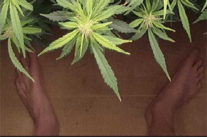 Screenshot_20250119-192400