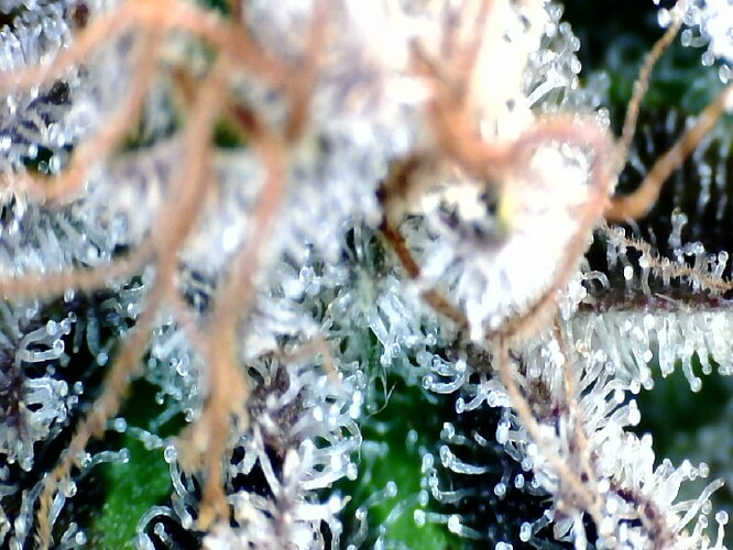 Growreport Bild 29