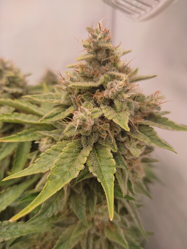 Growreport Bild 22