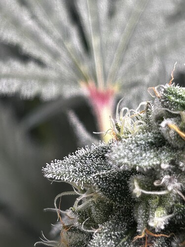 Growreport Bild 6