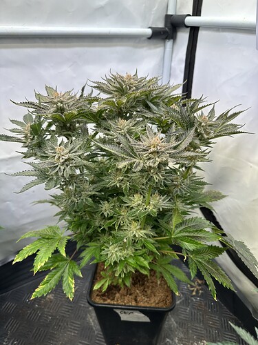 Growreport Bild 4