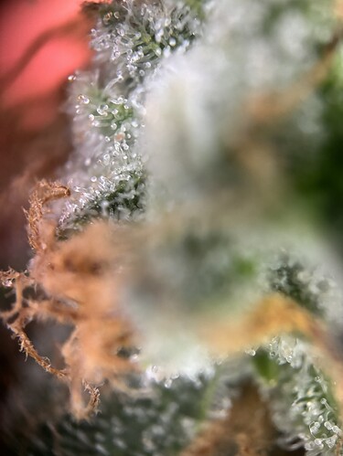 Growreport Bild 75