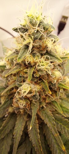 Growreport Bild 3