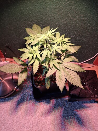 Growreport Bild 3