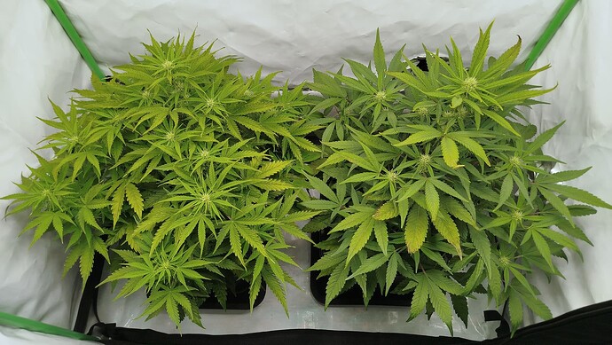 Zwei Cannabis-Pflanzen in einem Growzelt, links Bruce Banner und rechts Mandarine XL, beide zeigen Anzeichen von Nährstoffmangel.