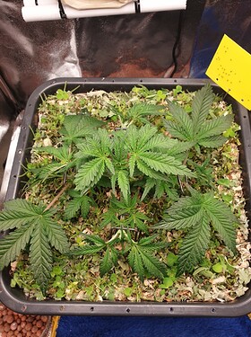 Growreport Bild 3