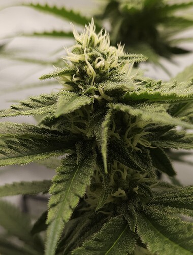 Growreport Bild 10
