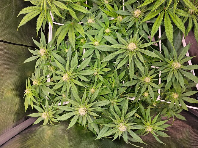 Growreport Bild 12