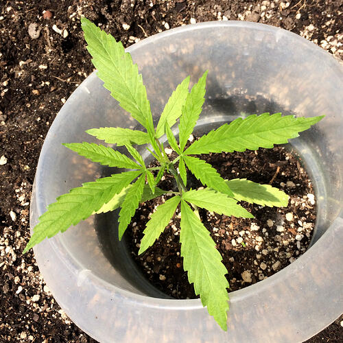 Grow26_0609_11