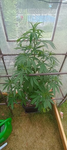 IMG_20240710_151649