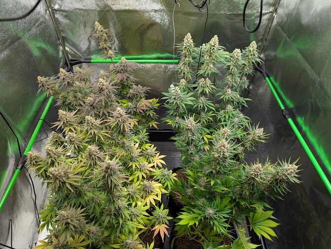 Growreport Bild 9