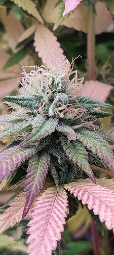 IMG_20251217_233952202